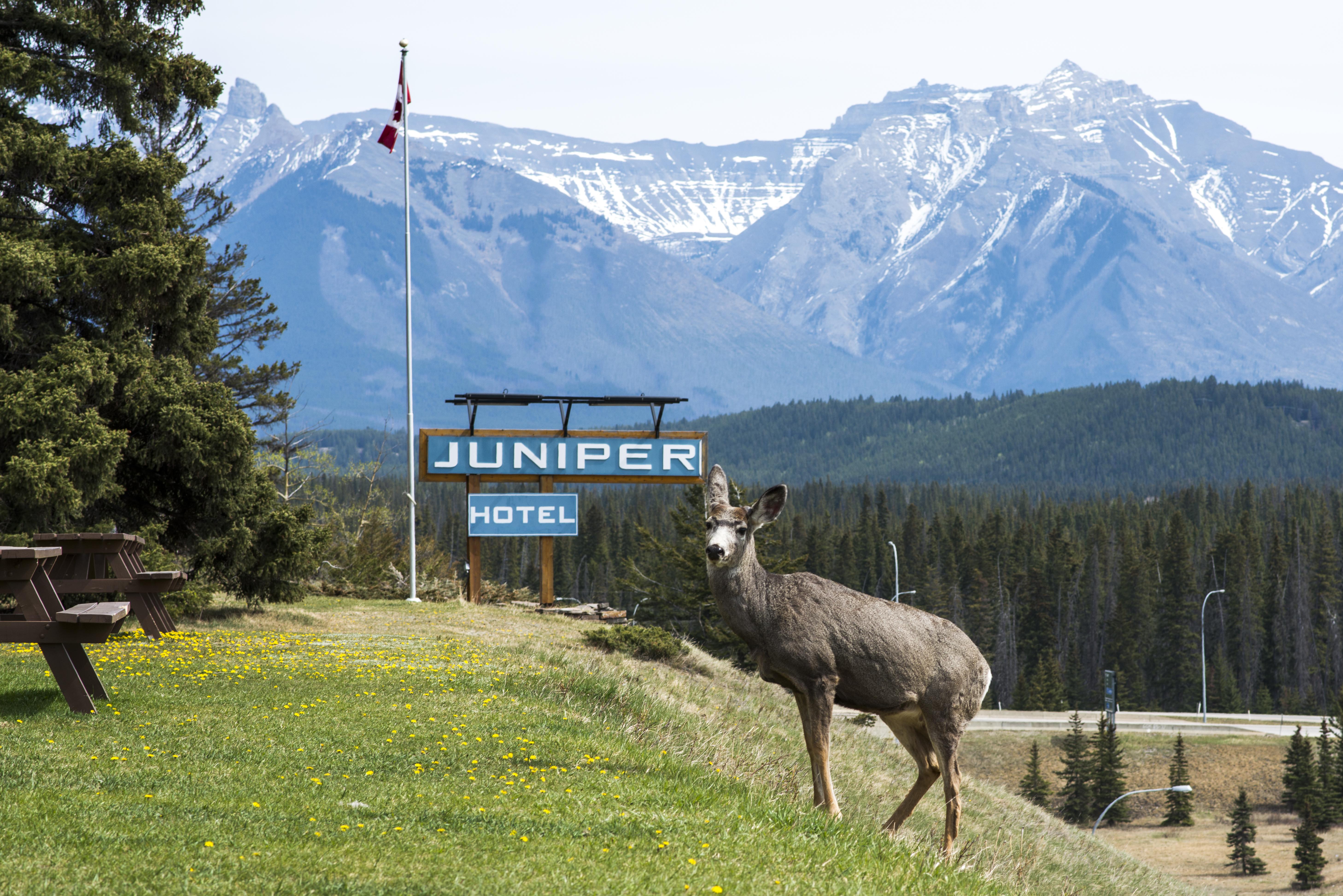 The Juniper Hotel & Bistro Банф Экстерьер фото
